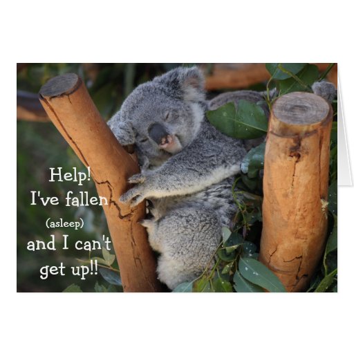 Funny Koala Bear, Belated Birthday Card | Zazzle