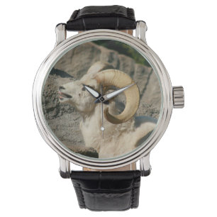 Funny Laughing Bighorn Sheep or Ram Watch