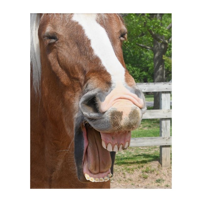 Funny Laughing Horse Acrylic Print (Front)