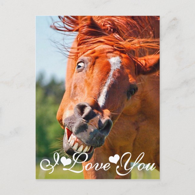 Funny Laughing Horse I Love You Postcard (Front)