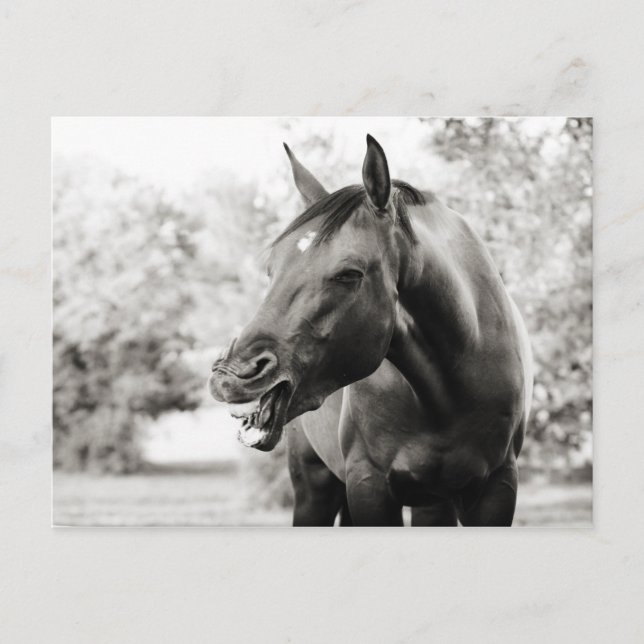 Funny Laughing Horse Postcard (Front)