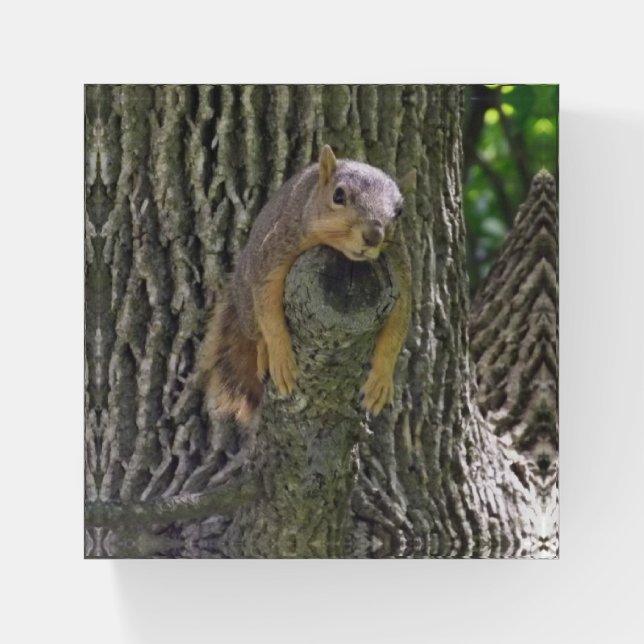 Funny Lazy Squirrel Laying on Tree Branch Paperweight (Front)