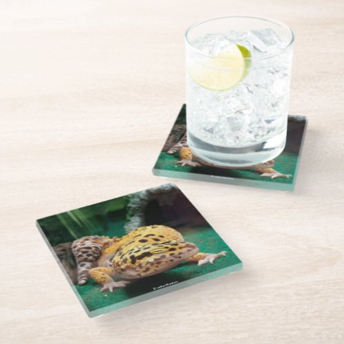 Funny Leopard Gecko Smiles for the Paparazzi Glass Coaster