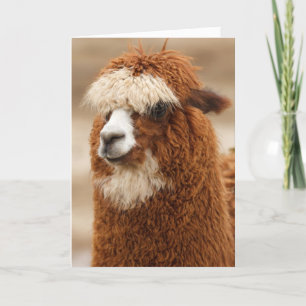 Funny Llama Birthday Card
