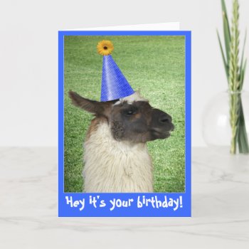 Funny Llama Birthday Card Or Invitation by sunshinephotos at Zazzle