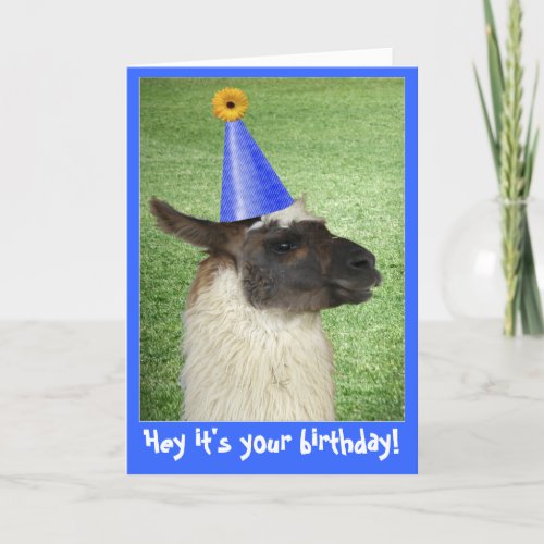 Funny Llama birthday card or invitation