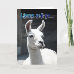 Funny Llama Happy Birthday Greeting Card