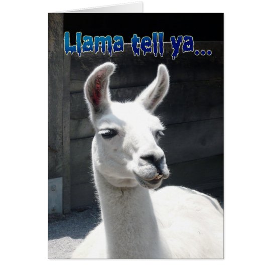 Funny Llama Happy Birthday Greeting Card | Zazzle