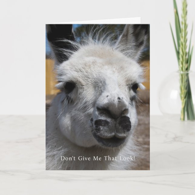 Funny Llama Photo Don't Give Me That Look Greeting Card (Front)