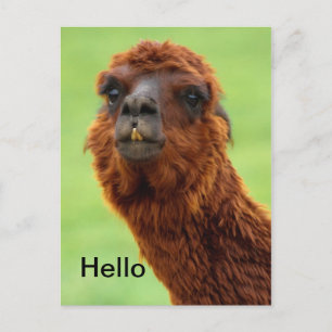 Funny Llama Postcard - All Occasion