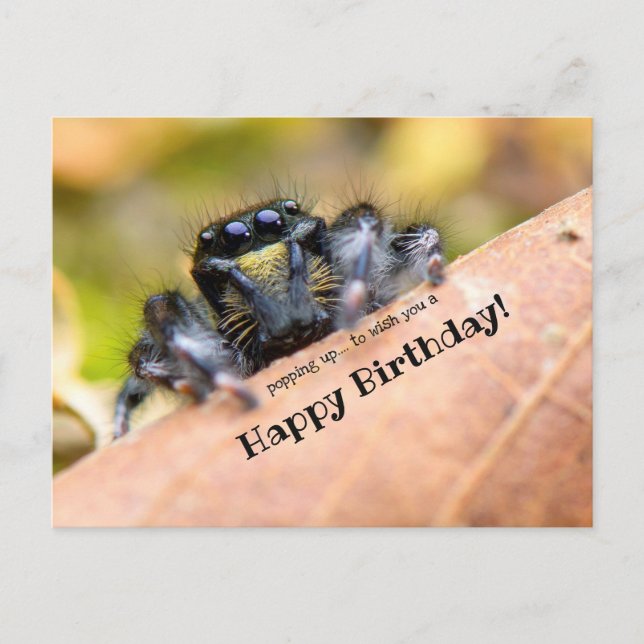 Funny-looking Hairy Spider Custom Happy Birthday © Postcard (Front)