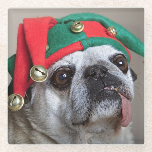 Funny looking pug with tongue hanging out glass coaster (Front)