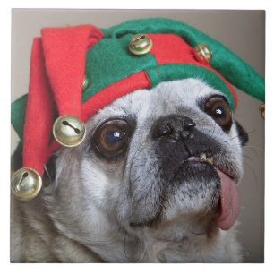 Funny looking pug with tongue hanging out tile
