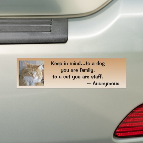 Funny Maine Coon Kitten Photo Personalized Bumper Sticker
