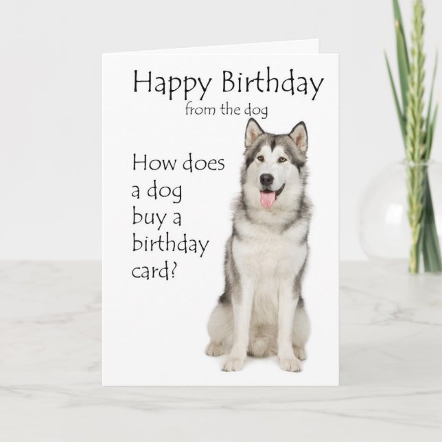 Funny Malamute Birthday Card (Front)