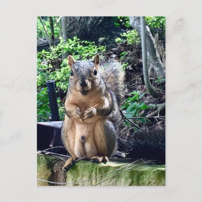 Funny Male Squirrel Photography Animal Nuts Humor Postcard (Front)