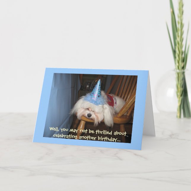 Funny Maltese Birthday Card (Front)