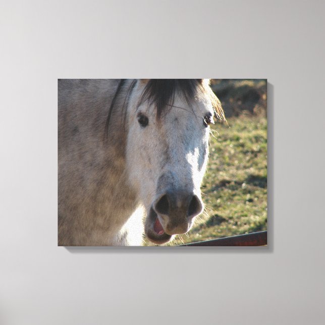 Funny Mare Canvas Print (Front)