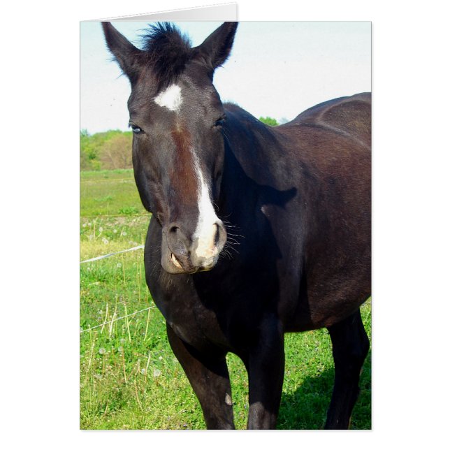 Funny Mare Cards (Front)
