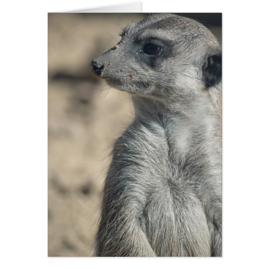 Funny Meerkat Cards (Front)