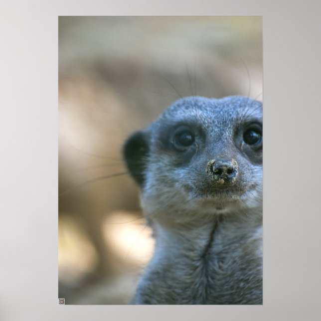 Funny Meerkat Poster (Front)