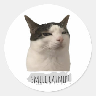 funny meme cat classic round sticker