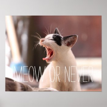Funny Meow Or Never Cute Kitten Kitty Cat Lover Poster by thecatshoppe at Zazzle