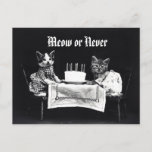 Funny Meow Or Never Vintage Kitten Cat Birthday Postcard at Zazzle
