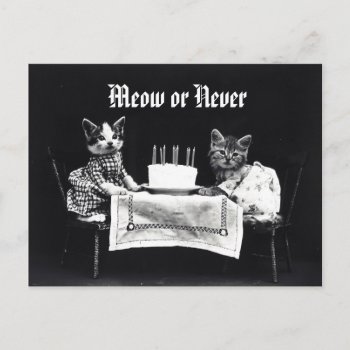 Funny Meow Or Never Vintage Kitten Cat Birthday Postcard by thecatshoppe at Zazzle