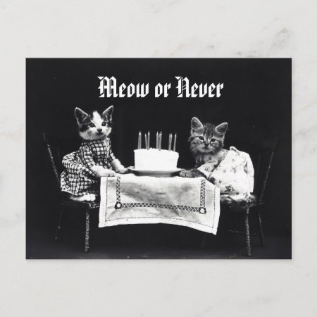 Funny Meow Or Never Vintage Kitten Cat Birthday Postcard