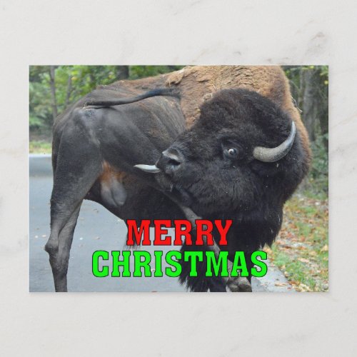 Funny Merry Christmas Bull Bison Licking Testicles Holiday Postcard