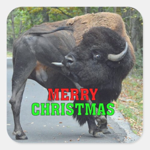 Funny Merry Christmas Bull Bison Licking Testicles Square Sticker
