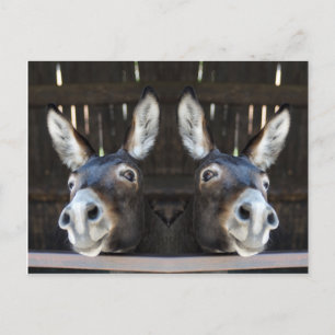 Funny Mirrored Nosey Donkey Photography Postcard