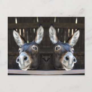 Funny Mirrored Nosey Donkey Photography Postcard