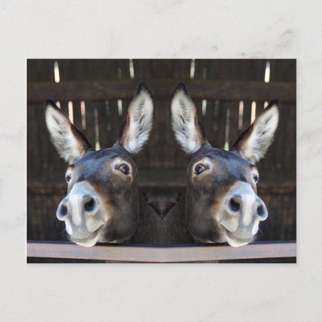 Funny Mirrored Nosey Donkey Photography Postcard (Front)