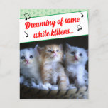 Funny Misheard Song Lyrics White Kittens Photo Holiday Postcard