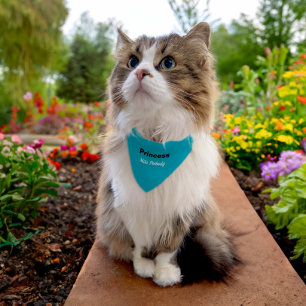 Funny Miss Peabody Aqua Pet Bandana Collar