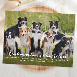 Funny Modern New Address Custom Pet Dog Photo Postcard