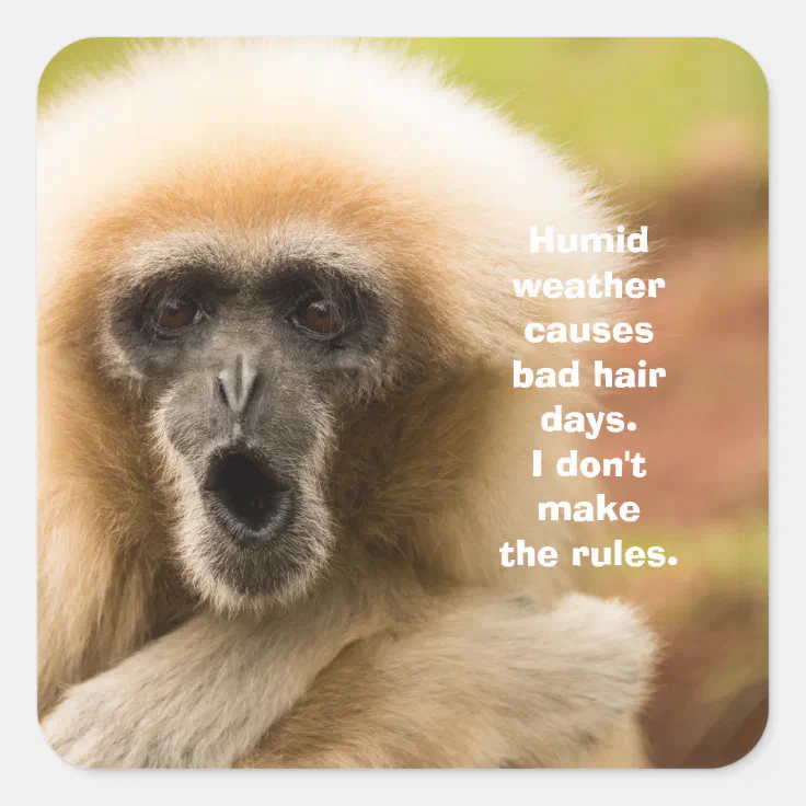 Funny Monkey Bad Hair Day Square Sticker | Zazzle Funny Monkey Bad Hair Day Square Sticker | Zazzle