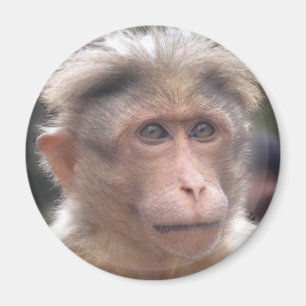 Funny Monkey Magnet