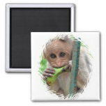 Funny Monkey Picture Magnet