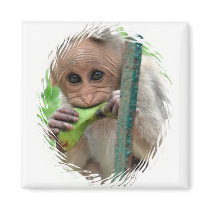 Funny Monkey Picture Magnet