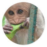 Funny Monkey Picture Sticker