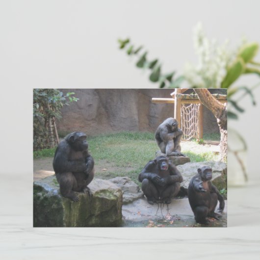 funny monkeys (Standing Front)