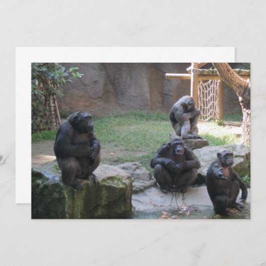 funny monkeys (Front/Back)