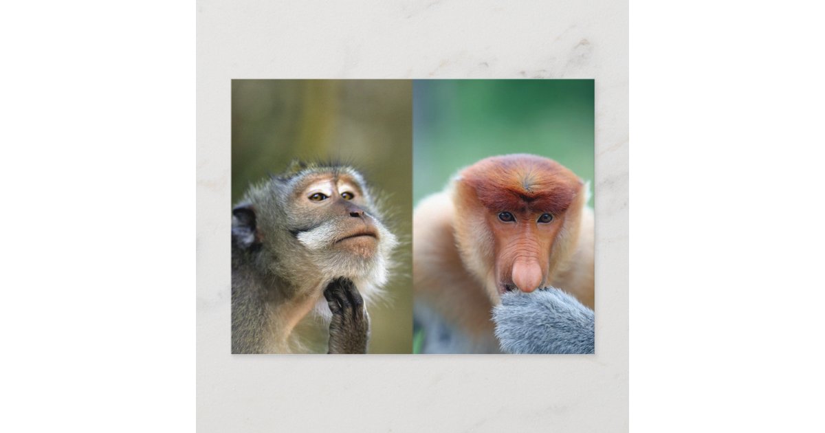 funny primates