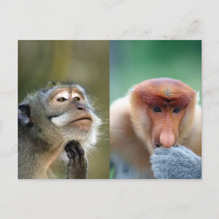 Funny Monkeys Postcard | Zazzle
