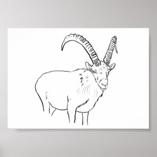 Mountain Goat Posters & Prints | Zazzle