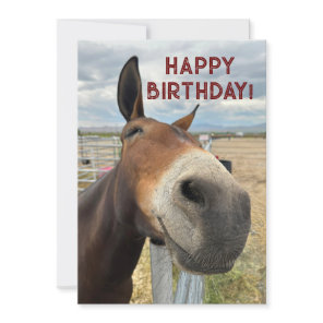 FUNNY Mule Birthday Animal Card Real Ears