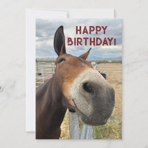 FUNNY Mule Birthday Animal Card Real Ears